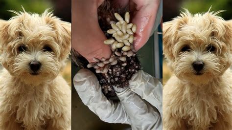 Dogs can get mango worms by coming into contact with the tumbu flys eggs. . Dog mangoworms